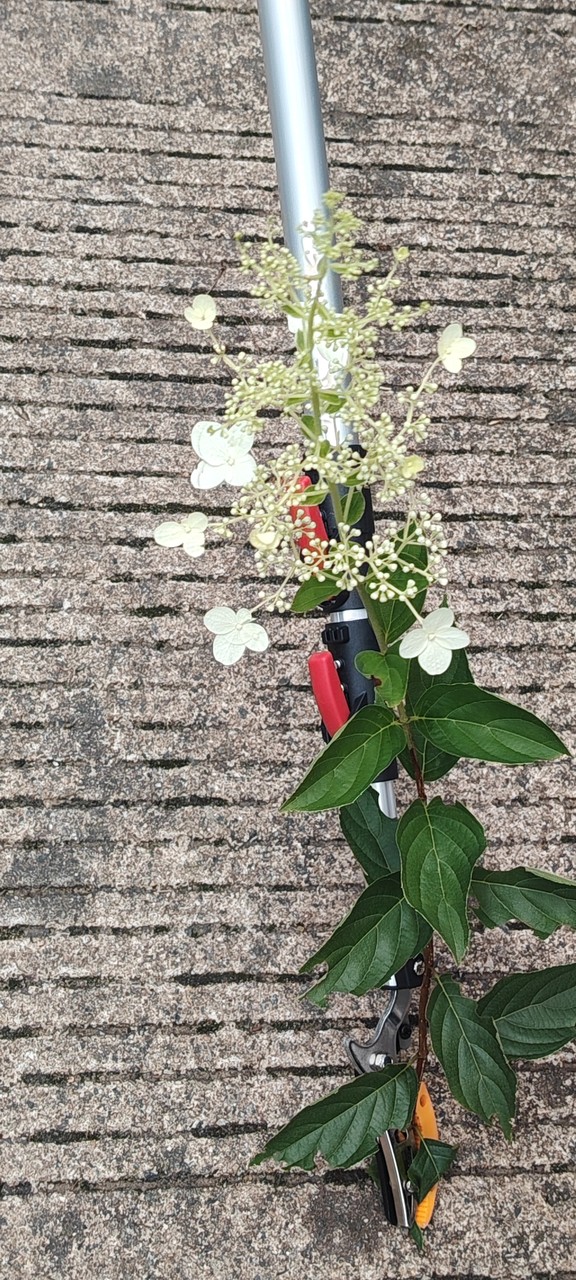 IMG_20260709_121823.jpg